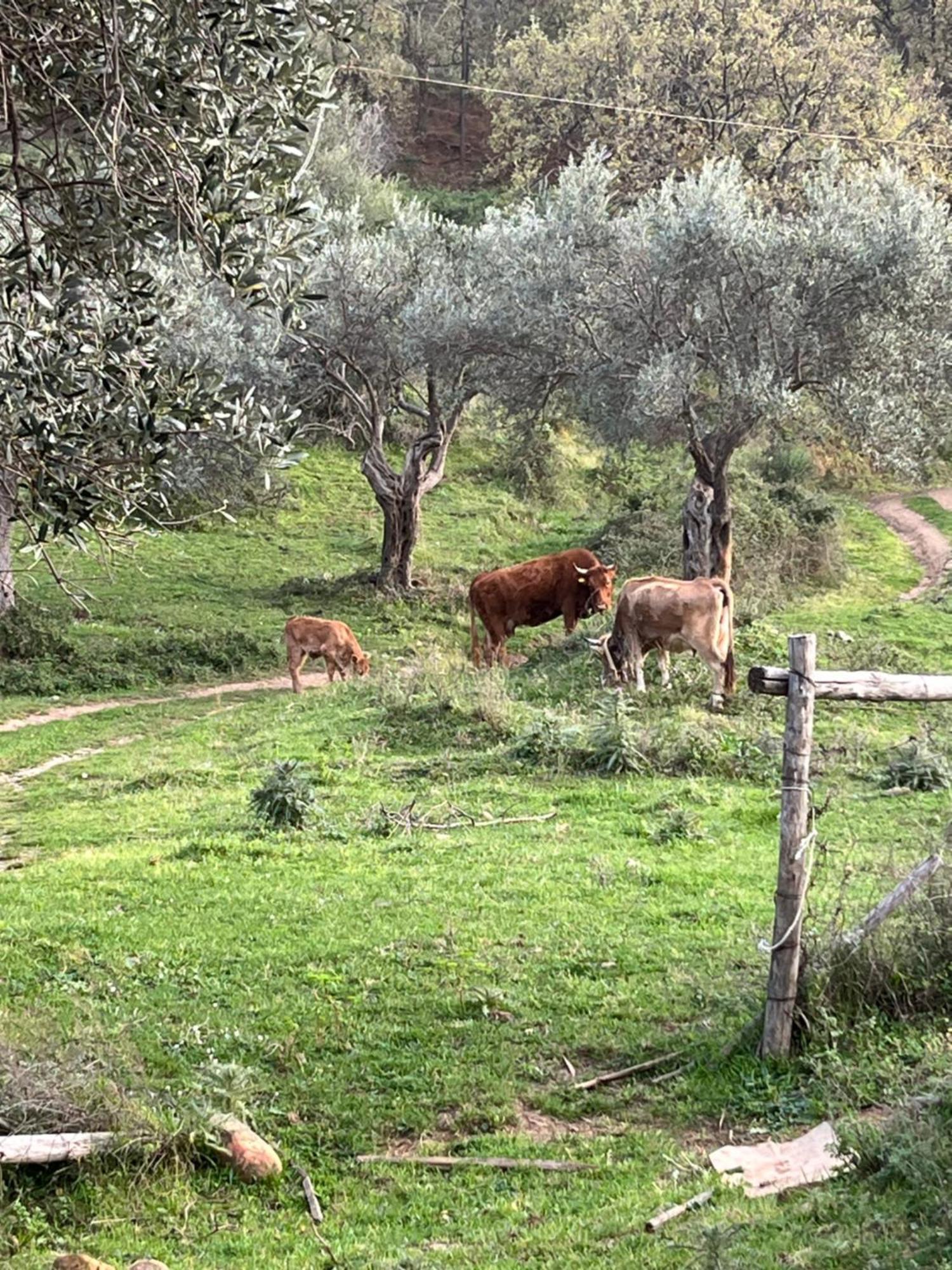 Agriturismo Serre SantʼAgata di Militello Εξωτερικό φωτογραφία