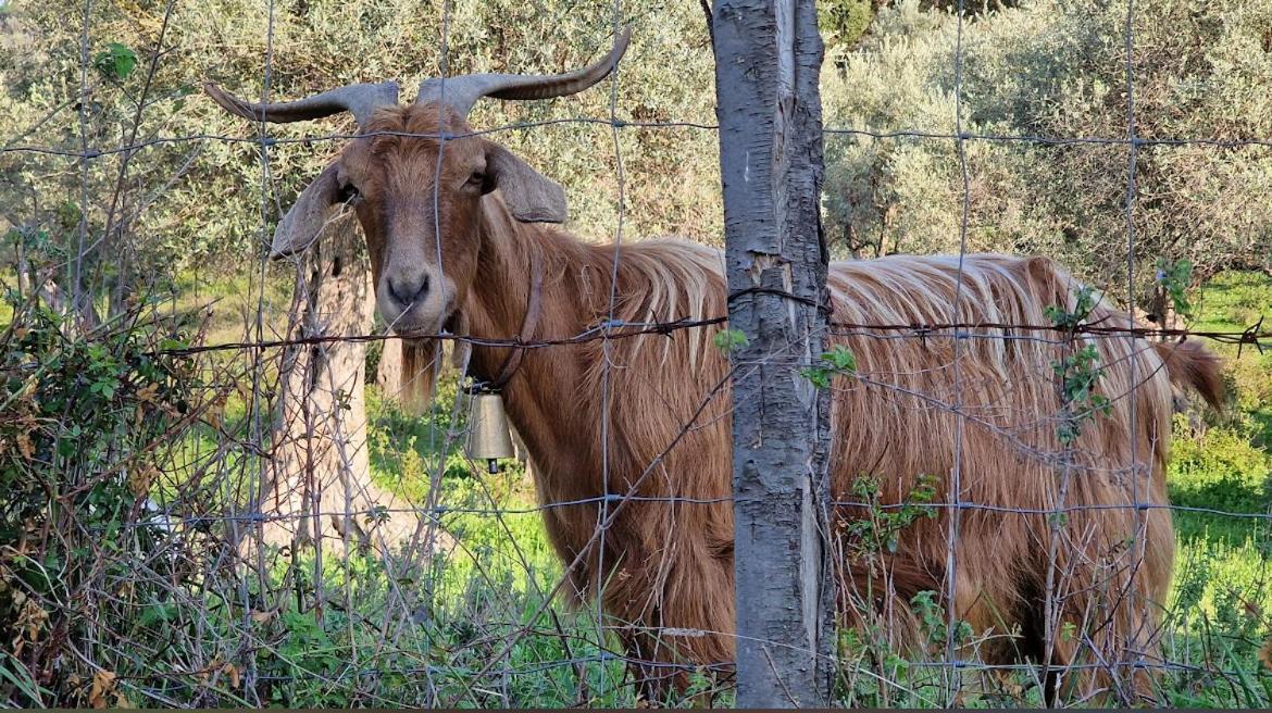 Agriturismo Serre SantʼAgata di Militello Εξωτερικό φωτογραφία