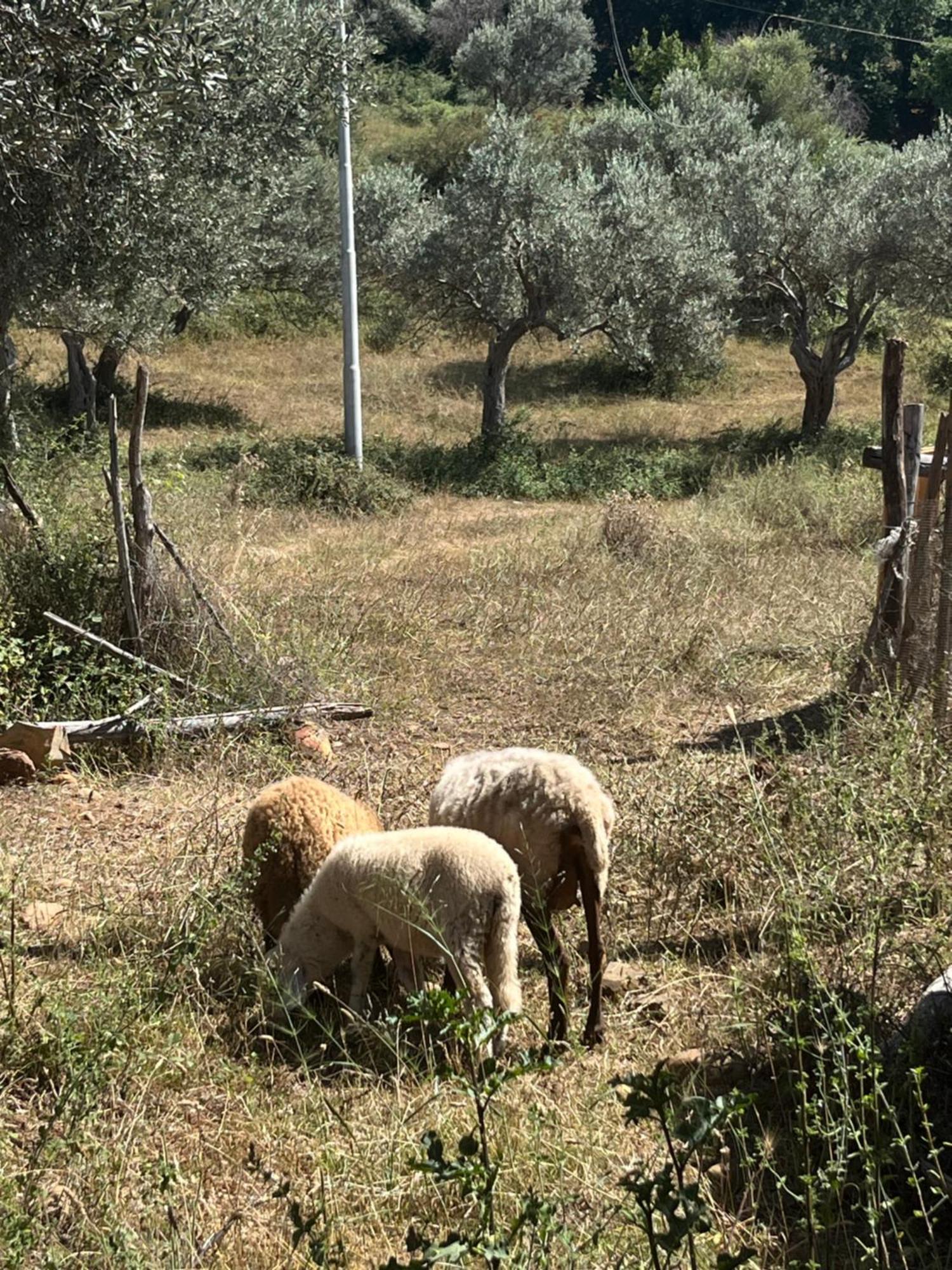 Agriturismo Serre SantʼAgata di Militello Εξωτερικό φωτογραφία